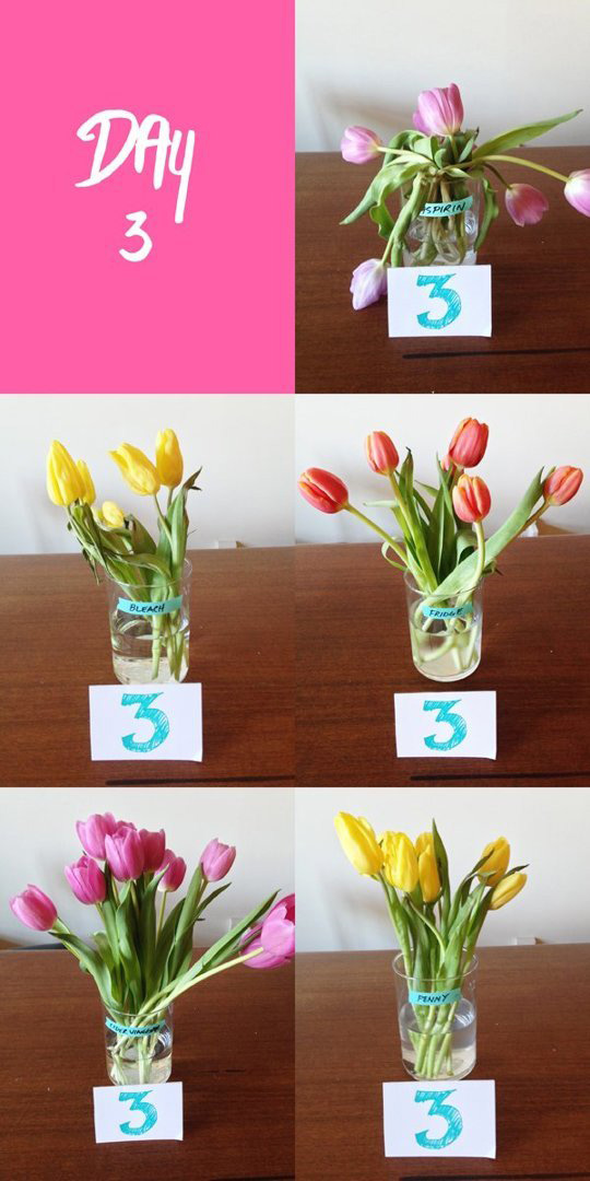 adaymag-beautiful-amp-unusual-flower-arranging-ideas-02