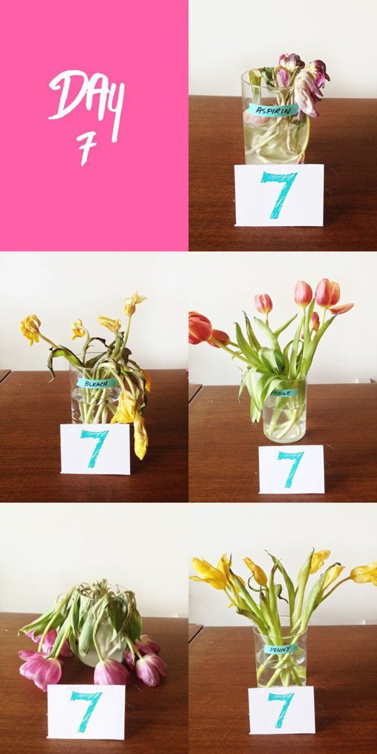 adaymag-beautiful-amp-unusual-flower-arranging-ideas-04